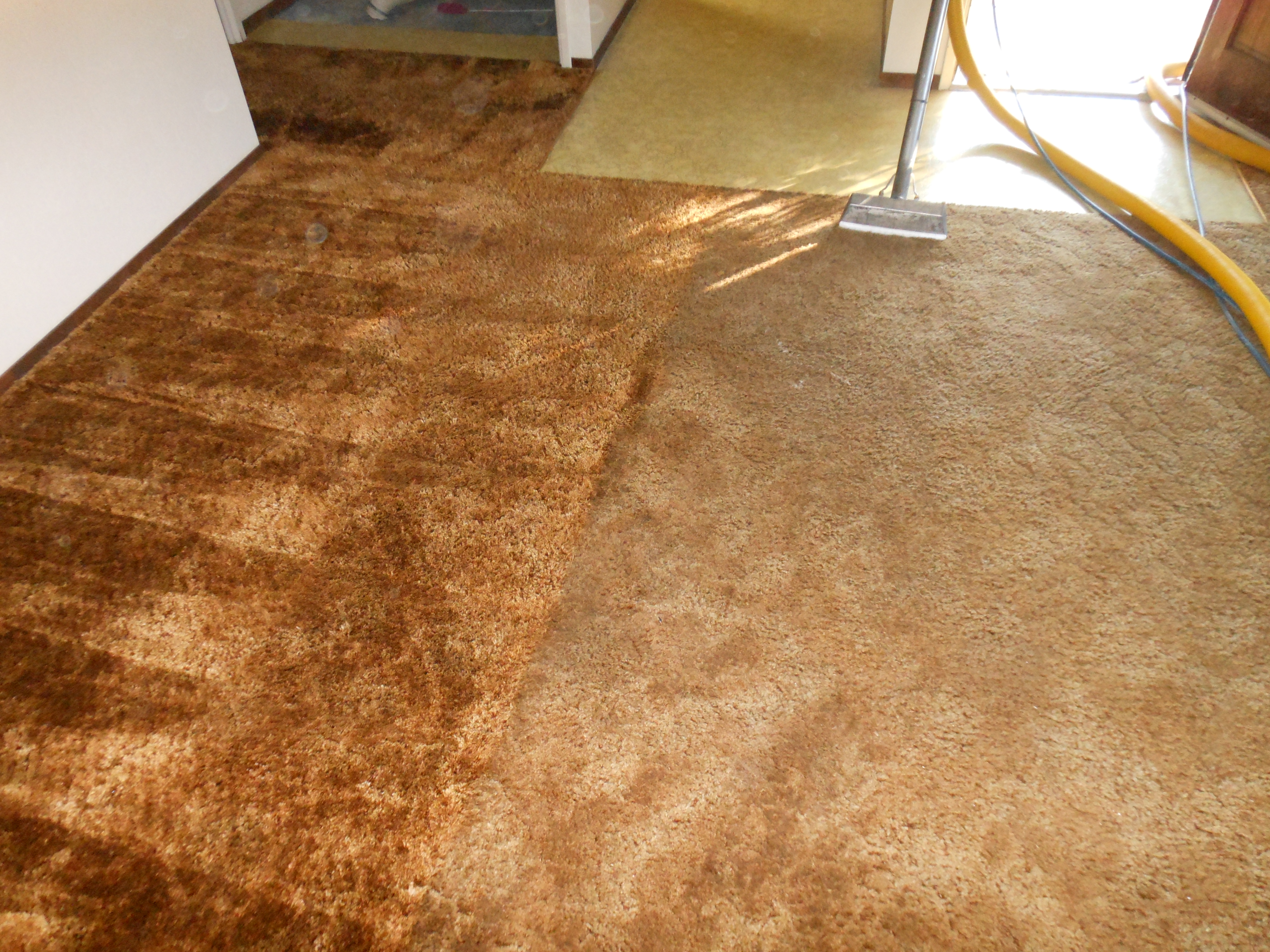 carpet 062